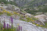 Flowers and a Physicist on Carter Creek 2847